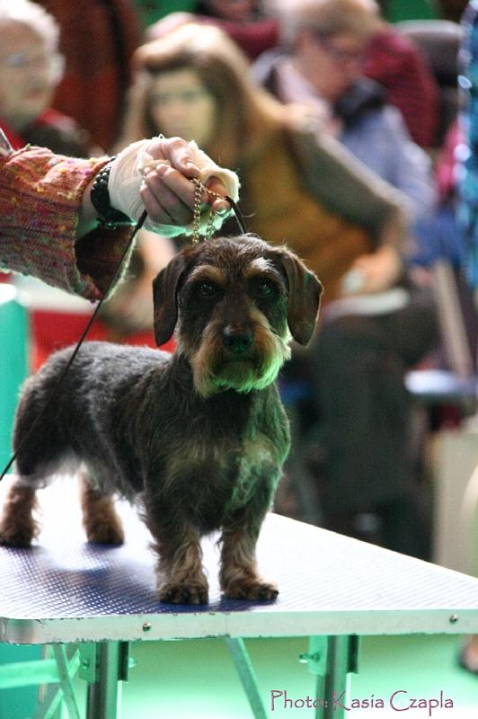 Crufts2011_2 851.jpg